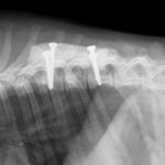 Radiologie vétérinaire
