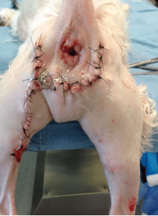 Vue post opératoire d’un chien opéré