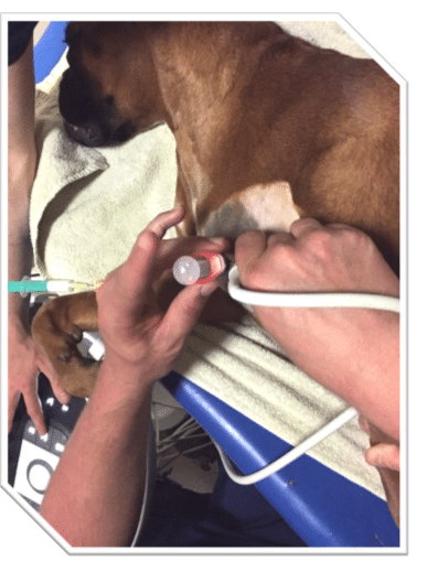 Injection de PRP sous-échographie d’un boxer atteint d’une tendinopathie du triceps