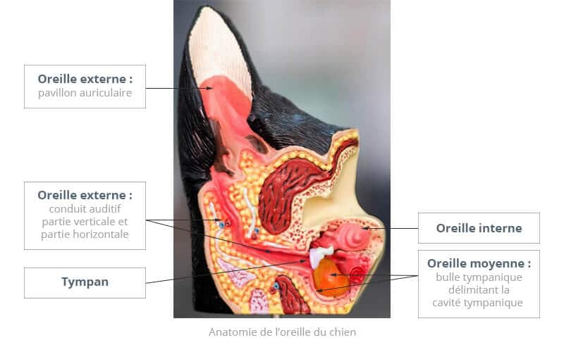 LES OTITES DU CHIEN ET DU CHAT