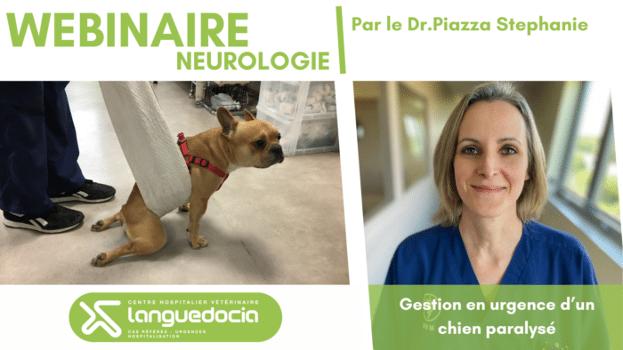 9 - Webinaire Neurologie : Gestion en urgence d’un chien paralysé